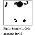 Figure 1: Sample 1, Coix aquatica 2n=10.