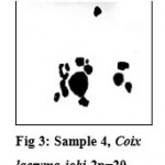 Figure 3: Sample 4, Coix lacryma-jobi 2n=20.