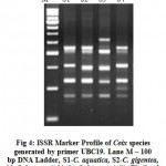 Figure 4: ISSR Marker Profile of Coix species generated by primer UBC19. Lane M – 100 bp DNA Ladder, S1-C. aquatica, S2-C. gigentea, S3-C. lacryma-jobi, S4-C. lacryma-jobi (Thailand).