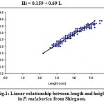 Figure 1: Linear relationship between length and height in P. malabarica from Shirgaon.