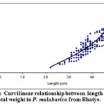Figure 11: Curvilinear relationship between length and total weight in P. malabarica from Bhatye.
