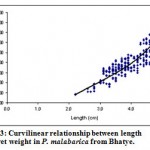 Figure 13: Curvilinear relationship between length and wet weight in P. malabarica from Bhatye.