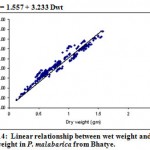 Figure 14: Linear relationship between wet weight and dry weight in P. malabarica from Bhatye.