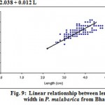 Figure 9: Linear relationship between length and width in P. malabarica from Bhatye.