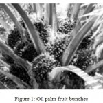 Figure 1: Oil palm fruit bunches.
