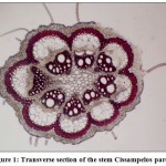 Figure 1 Transverse section of the stem Cissampelos pareira.