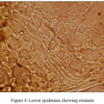 Figure 4: Lower epidermis showing stomata.