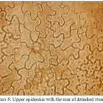 Figure 5: Upper epidermis with the scar of detached stomata.