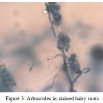 Figure 3: Arbuscules in stained hairy roots.