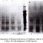 Figure 1: Electrophoretic Seperation of Protein in the leaves of Mulberry cultivar MR2 (Fig.1. A) and Kanva 2 (Fig.1. B) with indigenous VAMF Species