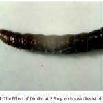 Figure 4: The Effect of Dimilin at 2.5mg on house flies M. domestica.
