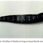 Figure 5: The Effect of Dimilin at 5mg on house flies M. domestica.