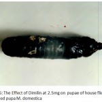 Figure 6: The Effect of Dimilin at 2.5mg on pupae of house flies deformed pupa M. domestica.