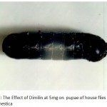 Figure 7: The Effect of Dimilin at 5mg on pupae of house flies M. domestica.