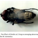 Figure 8: The Effect of Dimilin at 2.5mg on emerging abnormal adult house flies M. domestica.