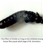 Figure 9: The Effect of Dimilin at 5mg on the inhibited emergence of house flies pupal-adult stage of M. domestica.