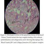 Figure 1C. Histological section of the granuloma tissues of Methanol Extract Treated animal showing complete healing with moderate epithelialization and collagenation arrow showing Macrophage (M), Blood Vessels (BV) and Collagen formation (CF) indicate complete healing of wound.