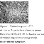 Figure 1: Photomicrograph of T.S of Liver of C. gariepinus of control group. (Haematoxylin/Eosin) 100 X, showing normal polyhedral hepatocytes with granular deeply stained cytoplasm.