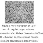 Figure 2: Photomicrograph of T.S of Liver of 2 mg /l of copper sulphate intoxication after 30 days. (Haematoxylin/Eosin) 100 , showing degeneration of hepatic tissue and congestion in blood vessels.