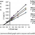Figure 2: Lineweaver-Burk graph native enzyme and modified enzyme.