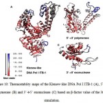 Figure 10: Thermostablity maps of the Klenow-like DNA Pol I ITB-1 (A), 5’à3’ polymerase (B) and 3’à5’ exonuclease (C) based on β-factor value of the 360 K simulation.