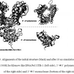 Figure 3: Alignments of the initial structure (black) and after 10 ns simulation (grey) at 300K for Klenow-like DNA Pol I ITB-1 (left side), 5’à3’ polymerase (top of the right side) and 3’à5’exonuclease (bottom of the right side)