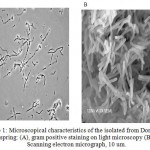 Figure 1a: Microscopical characteristics of the isolated from Domas hot spring: (A), gram positive staining on light microscopy (B) Scanning electron micrograph, 10 um.
