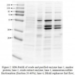 Figure 2: SDS-PAGE of crude and purified enzyme lane 1, marker protein; lane 2, crude extract enzyme; lane 3, ammonium sulfate fractionation (fraction 20-60%); lane 4, DEAE sepharose fast flow; lane 4, Sephacryl S-200 results.