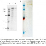Figure 3 a: Electrophoregram of Native Gel. lane 1, marker protein ; lane 2, DEAE fast flow; lane 3, Sephacryl S-200 results. (B) Zymogram of the gel with α-naphthyl acetate and fast red TR for detection of hydrolase activity. lane 1, protein Marker, lane 2, DEAE fast flow; lane 3. Sephacryl S-200 results.