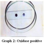 Photo 2: Oxidase positive.