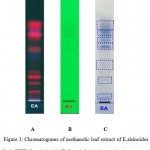 Figure 1: Chromatograms of methanolic leaf extract of E.alsinoides L. in HPTLC analysis (A) Before derivatization under day light (B) Under UV 254 nm (C) After derivatization under day light