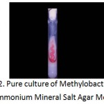 Plate 2: Pure culture of Methylobacterium in Ammonium Mineral Salt Agar Medium.