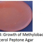 Plate 3: Growth of Methylobacterium in Glycerol Peptone Agar.