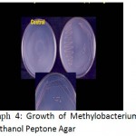 Plate 4: Growth of Methylobacterium in Methanol Peptone Agar.