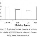 Figure 19: Production amylase by mutated strains of Bacillus subtilis NCIM 2724 under solid-state fermentation using wheat bran as substrate.