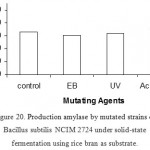 Figure 20: Production amylase by mutated strains of Bacillus subtilis NCIM 2724 under solid-state fermentation using rice bran as substrate.