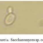 Figure 1a: Saccharomyces sp. cells.