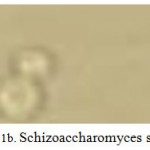 Figure 1b: Schizoaccharomyces sp. cells.