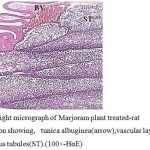 Figure 2:Light micrograph of Marjoram plant treated-rat testes section showing, tunica albuginea(arrow),vascular layer(BV)and seminiferous tubules(ST).(100×-HαE)