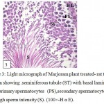 Figure 3: Light micrograph of Marjoram plant treated- rat testes section showing . seminiferous tubule (ST) with basal lamina (BL),primary spermatocytes (PS),secondary spermatocytes (SS) and high sperm intensity (S). (100×-H α E).