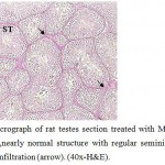 Figure 7: Light micrograph of rat testes section treated with Marjoram plant and cadmium showing ,nearly normal structure with regular seminiferous tubule (ST) suffer from liquid infiltration (arrow). (40x-H&E). 