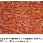 Figure 1:Histology of the liver tissue of rabbit (control animals) Mag.×400. Stains: Haematoxylin and Eosin.