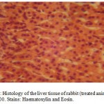 Figure2:Histology of the liver tissue of rabbit (treated animals) Mag.×400. Stains: Haematoxylin and Eosin.