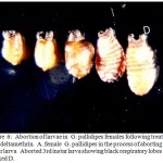 Figure 6: Abortion of larvae in G. pallidipes females following treatment with deltamethrin. A. female G. pallidipes in the process of aborting a 3rd instar larva Aborted 3rd instar larva showing black respiratory lobes marked D.