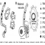 Figure 1: Model of lipid uptake into the Erythrocyte drug induced vesicle (DIV) and Malarial vacude.