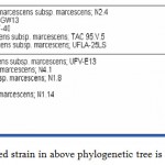 Figure 2: The non-pigmented strain in above phylogenetic tree is 165 E.