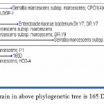 Figure 1: The pigmented strain in above phylogenetic tree is 165 D.