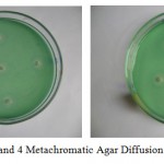 Plate 3: and 4 Metachromatic Agar Diffusion Assay of DNase.
