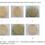 Figure 1: Antibacterial activity of bacterial strains towards Caesalpinia coriaria.