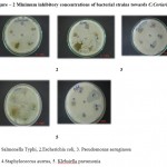Figure 2: Minimum inhibitory concentrations of bacterial strains towards C.Coriaria.